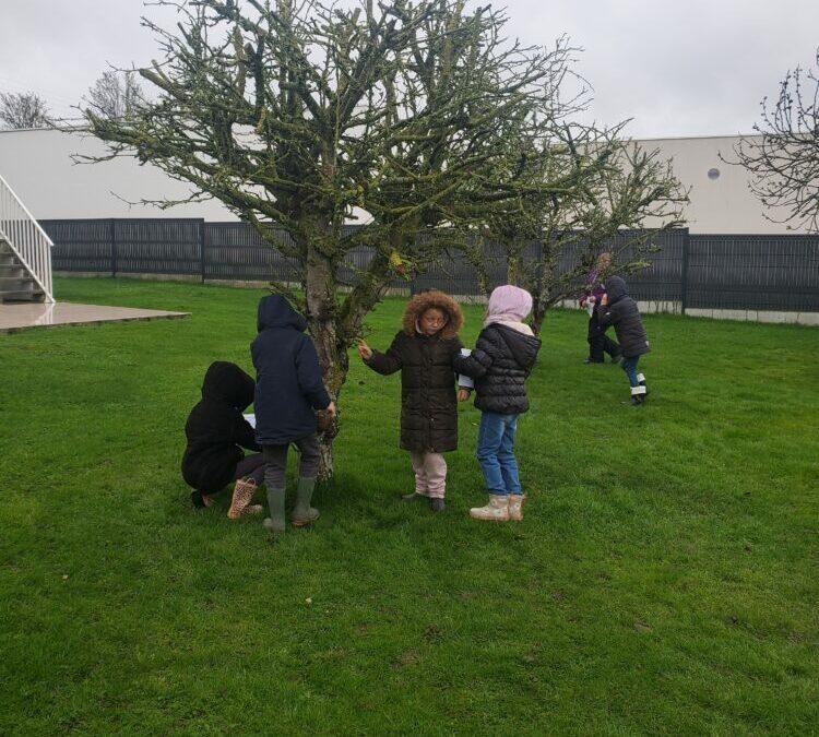 ECOLE DEHORS : L’ARBRE EN HIVER