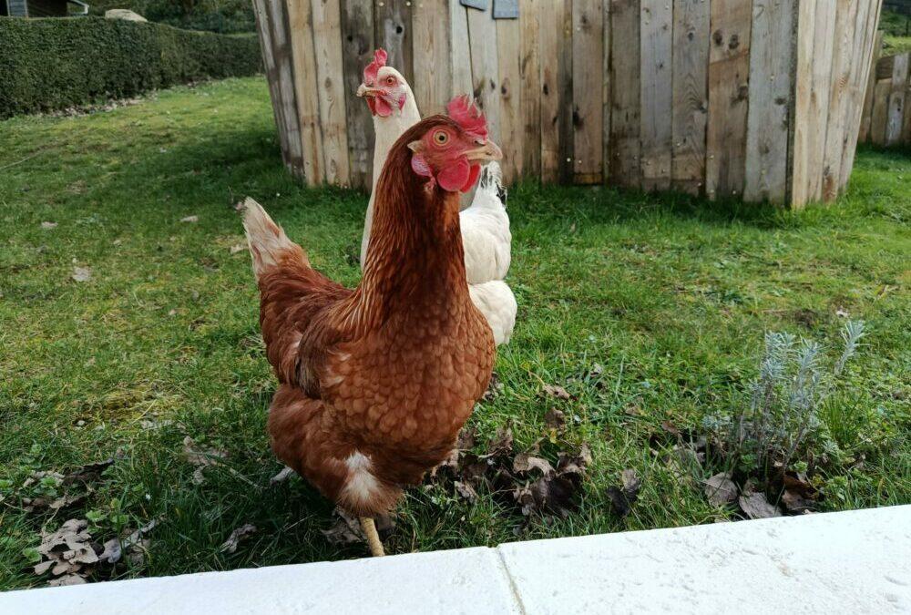 La Chandeleur : crêpes maison et tradition