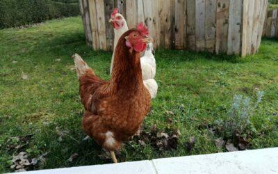 La Chandeleur : crêpes maison et tradition
